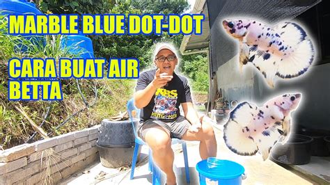 betta mfa|TIPS BERJAYA DALAM BIDANG IKAN LAGA ! .